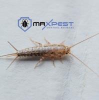 Max Silverfish Control Brisbane image 5